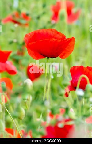 Feldmohn (papaver rhoeas), auch bekannt als gewöhnlicher Mohn, Nahaufnahme einer einzigen Blume, die stolz über einem Feld anderer Mohnblumen steht. Stockfoto