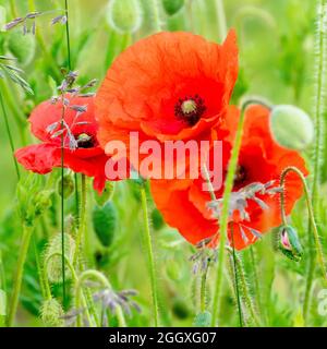 Feldmohn (papaver rhoeas), auch bekannt als gewöhnlicher Mohn, Nahaufnahme einer Gruppe von Blumen, die mit den Knospen anderer Mohnblumen durch das Gras wachsen. Stockfoto