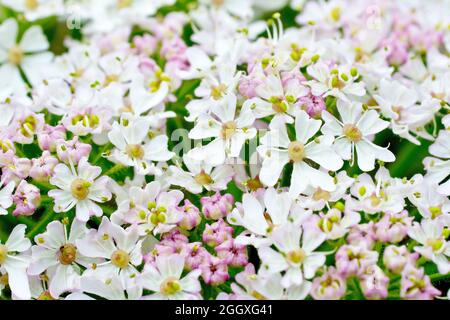 Hogweed (heracleum sphondylium), auch bekannt als Cow Parsnip, zeigt die einzelnen Blüten, aus denen die großen weißen Blütenköpfe der Pflanze sind. Stockfoto