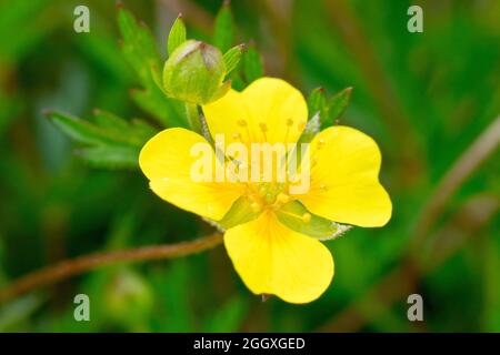 Tormentil (potentilla erecta), Nahaufnahme einer einzigen gelben Blume mit vom Hintergrund isolierter Knospe. Stockfoto