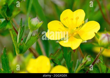 Tormentil (potentilla erecta), Nahaufnahme einer einzelnen gelben Blume, die unter anderen wächst. Stockfoto