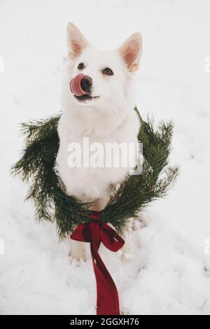 Niedlicher Hund im Weihnachtskranz sitzt im Schnee Winter Park. Entzückender weißer schweizer Schäferhund in stilvollem weihnachtskranz mit roter Schleife. Frohe Weihnachten! Stockfoto