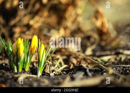 Weiße und gelbe Krokusse im Frühjahr auf dem Land. Helle Frühlingsblumen. Frische, fröhliche Pflanzen blühten. Die jungen Sprossen. Stockfoto