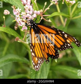 Monarchschmetterling, der sich an einer Sumpfmilchpflanze ernährt. Stockfoto