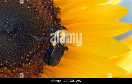 Buble Biene sammelt Nektar und Pollen. Stockfoto