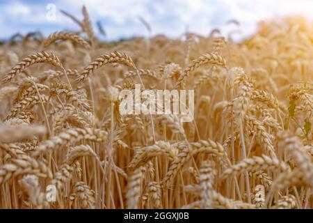 Nahaufnahme von organischem Roggenkornfeld. Landwirtschaft und Erntekonzept. Stockfoto