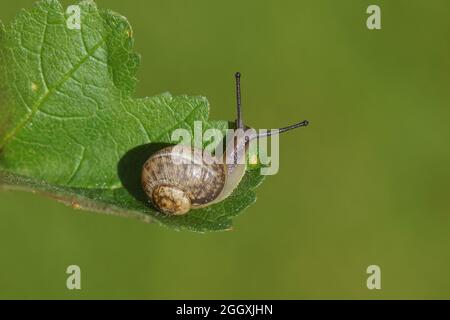 Junge Gartenschnecke (Cornu aspersum) kriecht auf einem Blatt. Familienlandschnecken (Helicidae). September, in einem holländischen Garten. Stockfoto