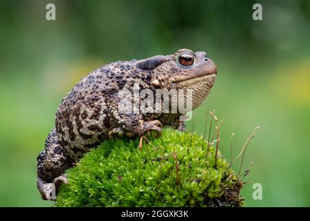 Fokussieren Sie das gestapelte Bild einer Kröte (Bufo bufo) in einem britischen Garten Stockfoto