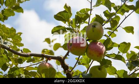 Drei Äpfel im Baum schließen sich Stockfoto