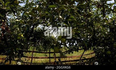 Unter der Apfelzweigen Ansicht Stockfoto