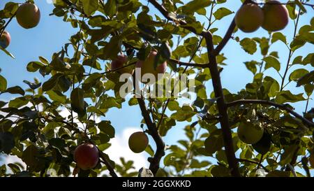 Äpfel unter den Zweigen Ansicht Stockfoto