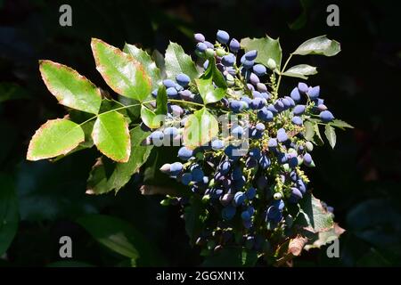 Oregon Traube oder Holly-leaved Berberry, Gewöhnliche Mahonie, Mahonia faux houx, Mahonia aquifolium, Kerti mahónia, Ungarn, Magyarország, Europa Stockfoto
