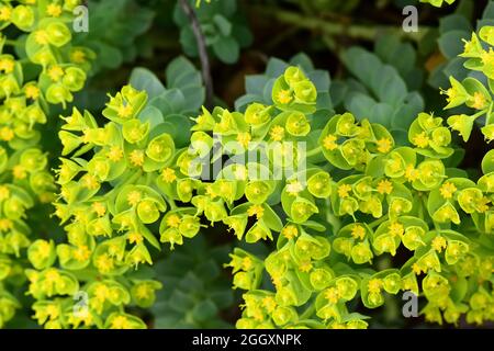 myrtenspurge, Blauspurge, Breitblättriger Blauspurge, Walzen-Wolfsmilch, Myrsiniten der Ehorbia, Szürke kutyatej Stockfoto