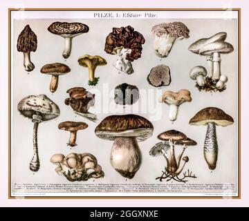 ESSBARE PILZE ARCHIVILLUSTRATION (Pilze Essbare) Vintage Archive Food 1900s Poster Lithograph Illustration mit nummerierten Identifikationsnamen in lateinischen Pilzen Pilzsorte inklusive Truffel (Tuber mesenterioum) Stockfoto