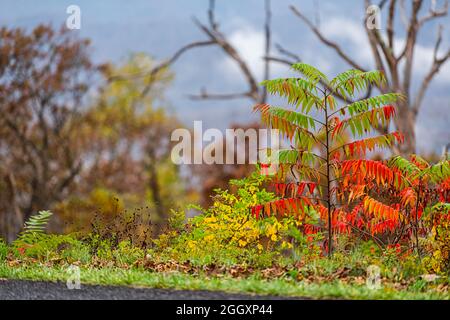 Im Herbst der Herbstsaison auf dem Blue Ridge parkway mit dem appalachischen Berghimmel in verschwommenem Backgro steht eine Sumpfpflanze aus Staghorn mit farbenfrohen roten Laubblättern Stockfoto