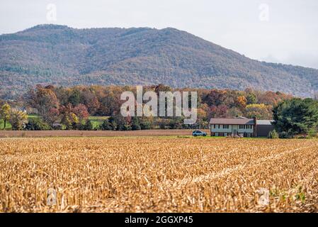 Landwirtschaft Landschaft mit Haus zu Hause im Herbst Saison Bauernhof Feld in der ländlichen Landschaft von Elkton, Virginia mit trockenen Maispflanzen Stockfoto