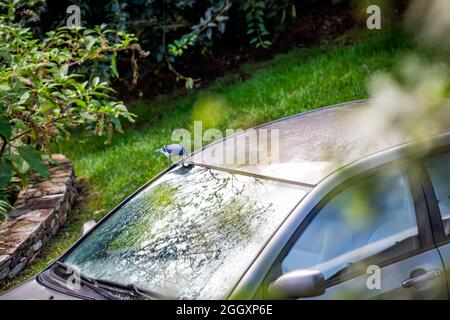 Blick aus der Vogelperspektive auf den farbenfrohen, lustigen blauen jay, Cyanocitta cristata, Vogel, der auf dem Autodach in Virginia thront und Wasser aus dem Türspalt trinkt Stockfoto