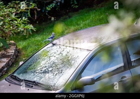 Blick aus der Vogelperspektive auf den farbenfrohen blauen jay, Cyanocitta cristata, Vogel, der auf dem Autodach in Virginia thront und Wasser aus dem Türspalt trinkt Stockfoto