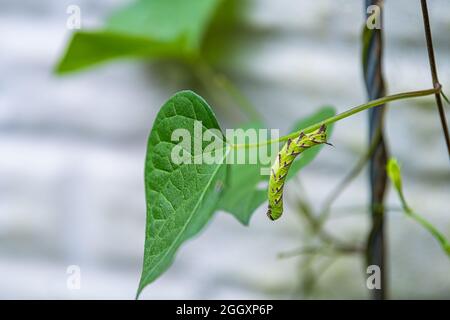 Morning Glory Pflanzenblatt mit grünen Raupe Tomate Hornworm Insekt im Garten Makro Nahaufnahme als Schädling hängen Stockfoto