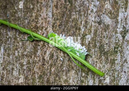 Pflanzen Sie Stiel mit Raupentomaten, Hornwurm-Insekt und Parasitoidwespen, Parasiteneiern und gefressenen Blättern in der Nähe des Gartenmakros Stockfoto