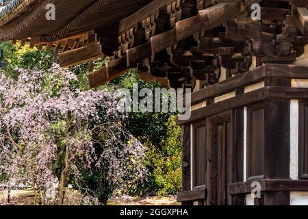 Nara, Japan Todaiji Tempel in der Stadt mit rosa Sakura Kirschblütenbaumblumen und Holzgebäude Stockfoto