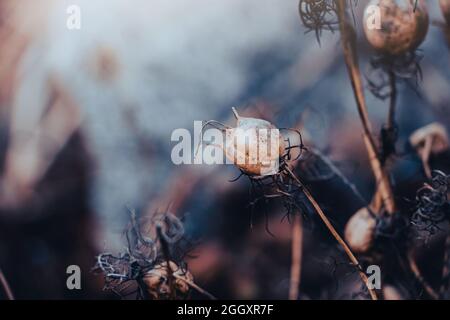 Trockene Mohnköpfe. Trendende getrocknete Blüten. Schöner Herbsthintergrund. Heilpflanze, Opioid. Stockfoto