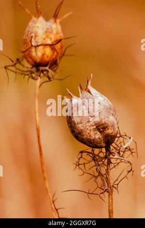 Trockene Mohnköpfe. Heilpflanze, Opioid. Trending getrocknete Blume in der Sonne. Schöner Herbsthintergrund. Stockfoto