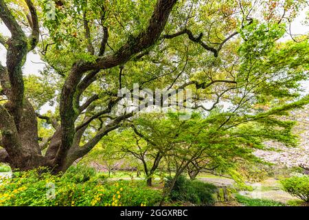 Kyoto Gyoen Japan in der Nähe des Kaiserpalastes in Kyotogyoen mit Weitwinkelblick auf üppig grüne Bäume und Kirschblüten-Sakura-Blütenblätter Stockfoto