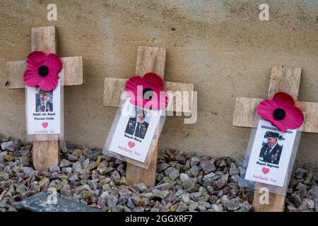 Mohnblumen auf Holzkreuzen, Hommage an Soldaten, die im Krieg getötet wurden, Arromanche, Calvados, Region Normandie, Nordwestfrankreich Stockfoto