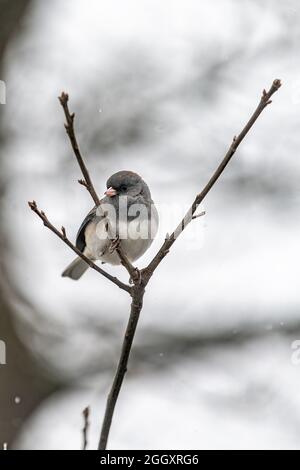 Dunkeläugiger junco kleiner winziger Vogel aus der Nähe der vertikalen Ansicht des Sitzens auf einem Baumzweig während des Winterschnees in Virginia Bokeh verschwommener Hintergrund Stockfoto