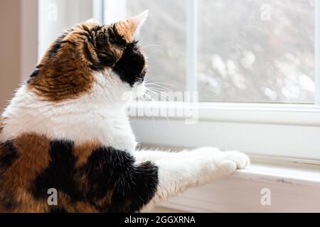 Weibliche niedliche Calico Katze Nahaufnahme sitzend lehnende Pfoten auf Fensterbank Fensterbank Blick nach draußen Stockfoto