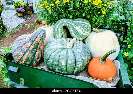 Herbstwagen voller Kürbisse, Kürbisse und Kürbis mit einem grünen Thema. Stockfoto