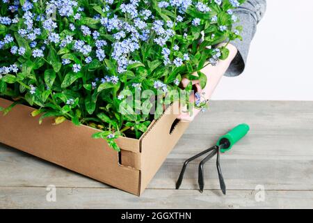 Frau hält große Box mit eingetopften Vergiss mich nicht Blumen. Arbeit des Gärtners. Stockfoto