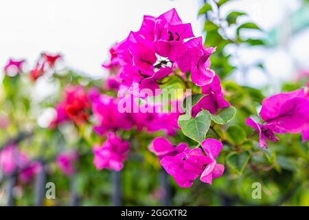 Makro-Nahaufnahme von Bougainvillea-Blumen auf Zierreben Buschbaum in heimischen Garten leben Hecke in der tropischen Stadt Miami, Florida Stockfoto