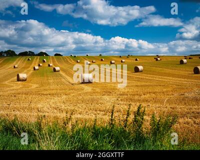 Strohballen warten auf die Abholung in einem Sussex-Feld am Ende der Sommersaison Stockfoto