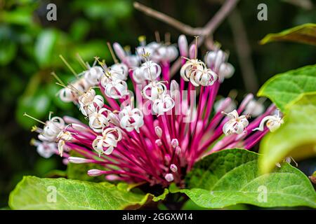 Makro-Nahaufnahme von clerodendrum quadriloculare Blanco lamiaceae philippine Glorybower blüht mit grünem, lebhaftem Laub in Key West Tropical gard Stockfoto