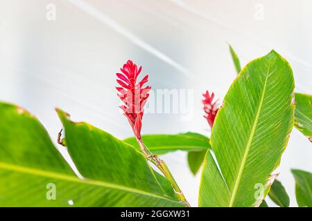 Nahaufnahme der roten Ingwerpflanze alpinia purata zingiberaceae im tropischen Gartenpark in Key West, Florida Stockfoto