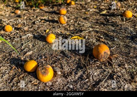 Nahaufnahme der lokalen Farm mit reifen gelben Orangen-Früchten, die auf Erdboden-Schmutz in Zitrusfarm-Hain in Naples im Südwesten Floridas liegen Stockfoto