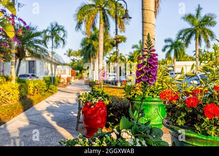 Bürgersteig in der Innenstadt bei Sonnenuntergang in Naples, Florida mit eingetopften Füchshandschuhen, Digitalis-violetten Blumen und Geranienköpfen draußen in Tropica Stockfoto