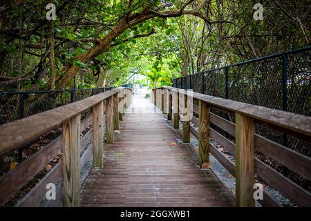 Gehweg Holzzugang Promenade, die zum Vanderbilt Strand in Naples, Florida mit Dschungel Palmendach mit Zaun im Sommer im Freien führt Stockfoto