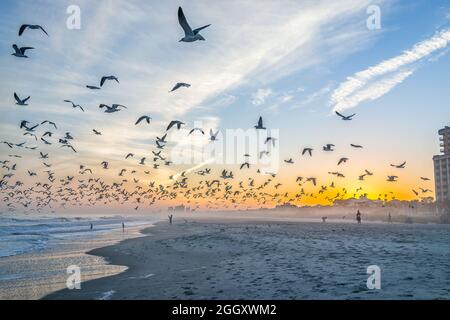 Farbenfrohe Sonnenuntergänge in Myrtle Beach City am Atlantik mit Menschen, viele Scharen von Möwen im Flug fliegen nahe der Küste von der Wohnung Stockfoto