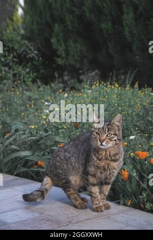 Katze im Garten mit Blick auf die Kamera. Kurzhaarige gewöhnliche Katze. Stockfoto