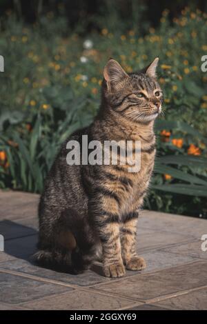 Katze im Garten mit Blick auf die Kamera. Kurzhaarige gewöhnliche Katze. Stockfoto