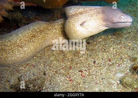 White Eyed Moray Eel (Siderea Thyrsoidea) auf dem Boden im philippinischen Meer 31.12.2011 Stockfoto