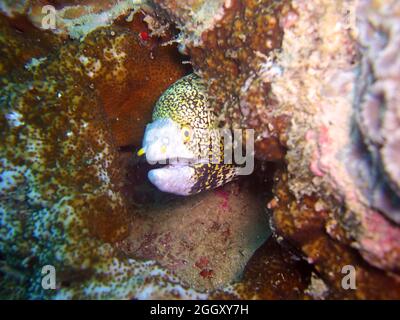 Schneeflocke Moray Eel (Echidna Nebulosa) ragt hinter einem Felsen im philippinischen Meer 24.10.2011 hervor Stockfoto