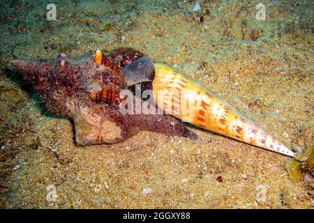 Schale einer Einsiedlerkrabbe auf dem Boden im philippinischen Meer 24.10.2011 Stockfoto