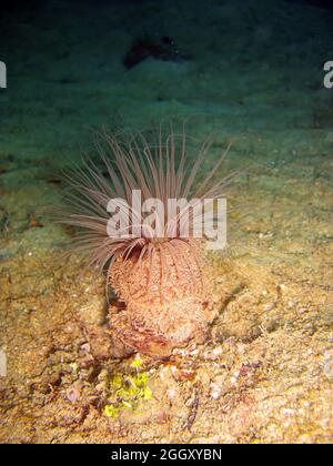 Bunte Anemone auf dem Boden im philippinischen Meer 24.10.2011 Stockfoto