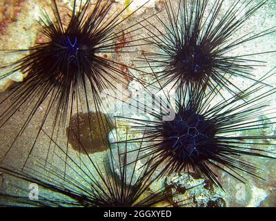 Seeigel am Boden im philippinischen Meer 9.11.2011 Stockfoto