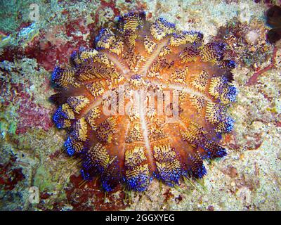 Seeigel am Boden im philippinischen Meer 27.11.2011 Stockfoto