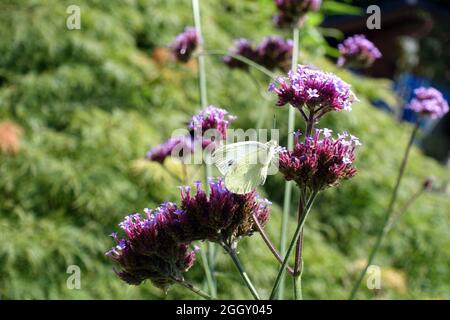 Verbena bonariensis, die Purptop-Vervain, clustertop-Vervain, argentinische Vervain, hohe Verbena oder hübsche Verbena Stockfoto